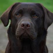 Labrador retriever Dimma