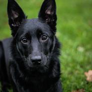 Australsk kelpie Makeelsa's Amazing Seia