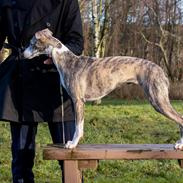 Whippet Daisy
