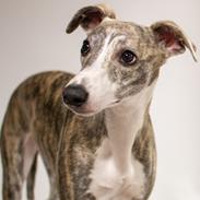 Whippet Daisy