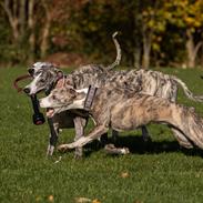 Whippet Daisy