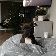 Staffordshire bull terrier Pablo