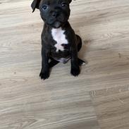 Staffordshire bull terrier Pablo