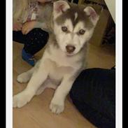 Siberian husky Kenzo