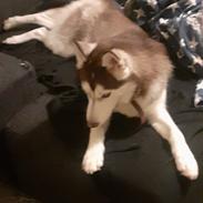 Siberian husky Kenzo