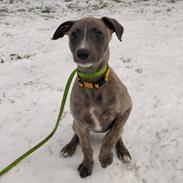 Whippet MeepMeep