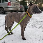 Whippet MeepMeep