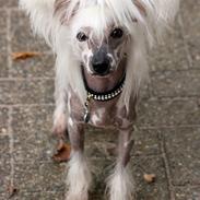 Chinese crested hårløs Malthe