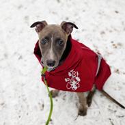 Whippet MeepMeep