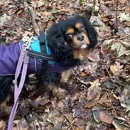Cavalier king charles spaniel Buster