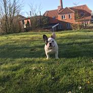Fransk bulldog Fister