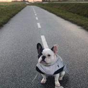 Fransk bulldog Fister