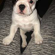 Fransk bulldog Fister