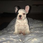 Fransk bulldog Fister