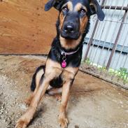 Blanding af racer Kailey