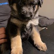 Schæferhund Ziggie