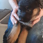 Schæferhund Ziggie