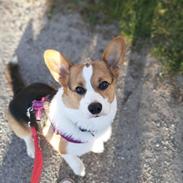 Welsh corgi pembroke Wylie Nohea Kanoa