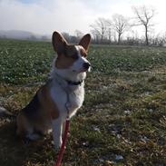 Welsh corgi pembroke Wylie Nohea Kanoa