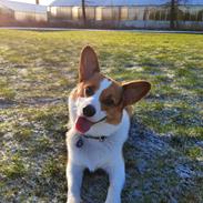 Welsh corgi pembroke Wylie Nohea Kanoa