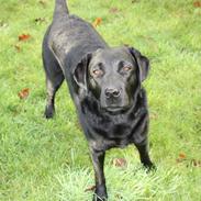 Labrador retriever Karla