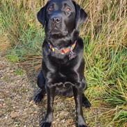 Labrador retriever Karla