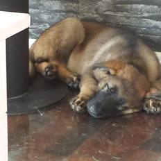 Schæferhund Dederthing Hugo 