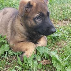 Schæferhund Dederthing Hugo 