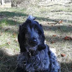 Cocker spaniel Cookie