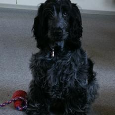 Cocker spaniel Cookie