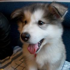 Alaskan malamute Nanoq