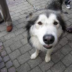 Alaskan malamute Nanoq