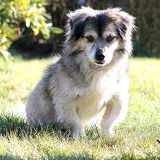 Blanding af racer Mons