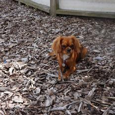 Cavalier king charles spaniel Tove