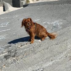 Cavalier king charles spaniel Tove