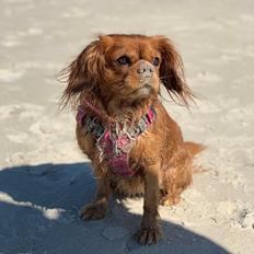 Cavalier king charles spaniel Tove