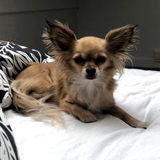Chihuahua Drala