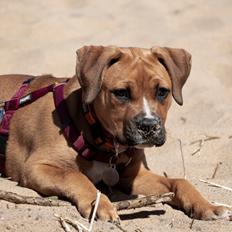 Blanding af racer Selma