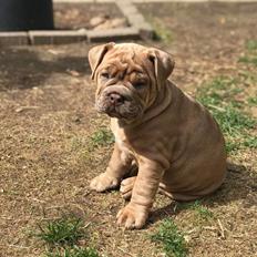 Olde english bulldogge Lady