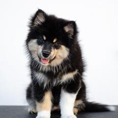 Finsk lapphund Lapinkaunis Somebody to Love