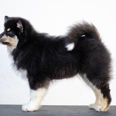 Finsk lapphund Lapinkaunis Somebody to Love