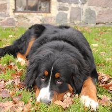 Berner sennenhund Terplinggaard's Mynte (Bailey)