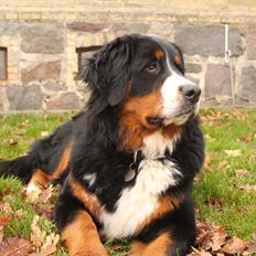 Berner sennenhund Terplinggaard's Mynte (Bailey)