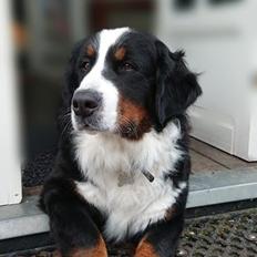 Berner sennenhund (A)Meena