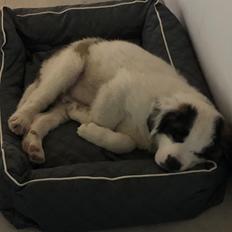 Sankt bernhardshund Monzon