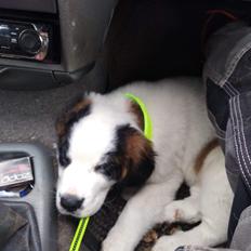 Sankt bernhardshund Monzon