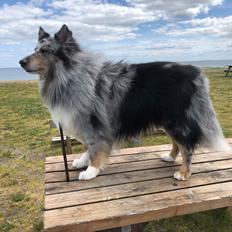 Shetland sheepdog Catalba´s Blue Isahk Of Yemen *Louis*