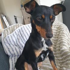 Blanding af racer Abbi portugisisk gadehund