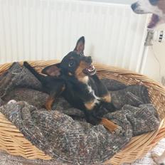 Blanding af racer Abbi portugisisk gadehund