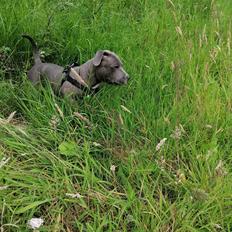 Staffordshire bull terrier Cæsar 